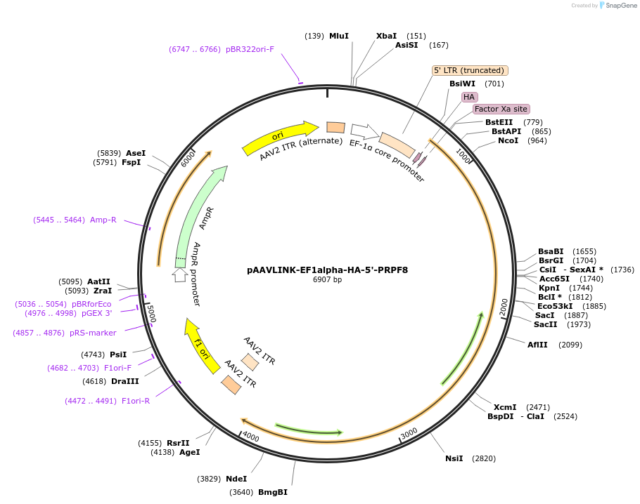 244426-plasmid-map-sequence-id-505831