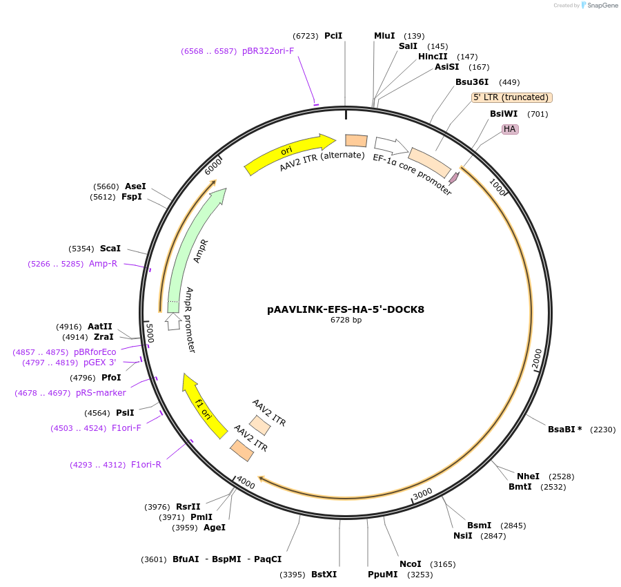 244428-plasmid-map-sequence-id-505832