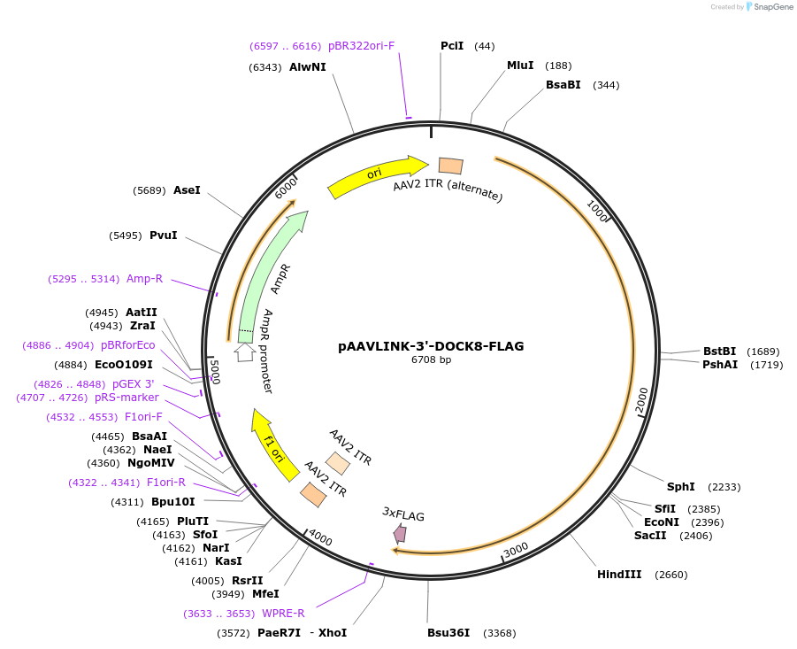 244429-plasmid-map-sequence-id-505833