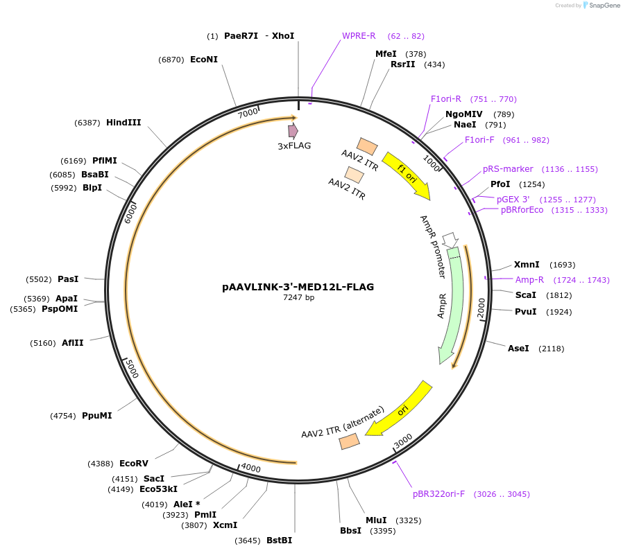 244431-plasmid-map-sequence-id-505834