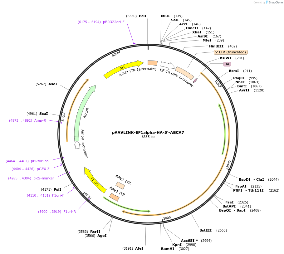244432-plasmid-map-sequence-id-505835