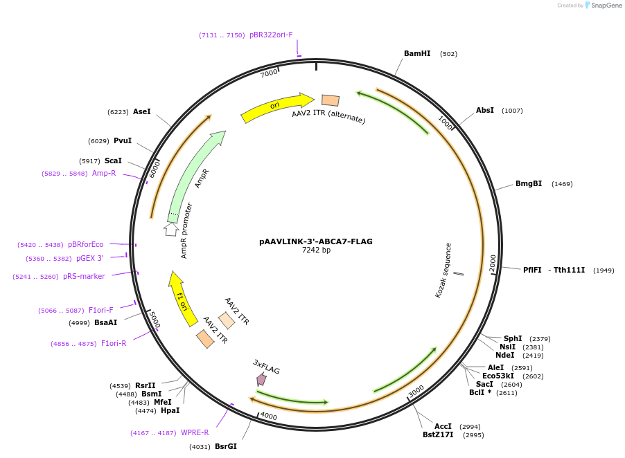 244433-plasmid-map-sequence-id-505836