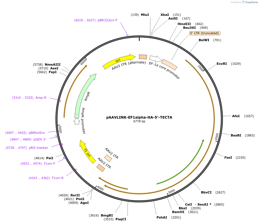 244434-plasmid-map-sequence-id-505837
