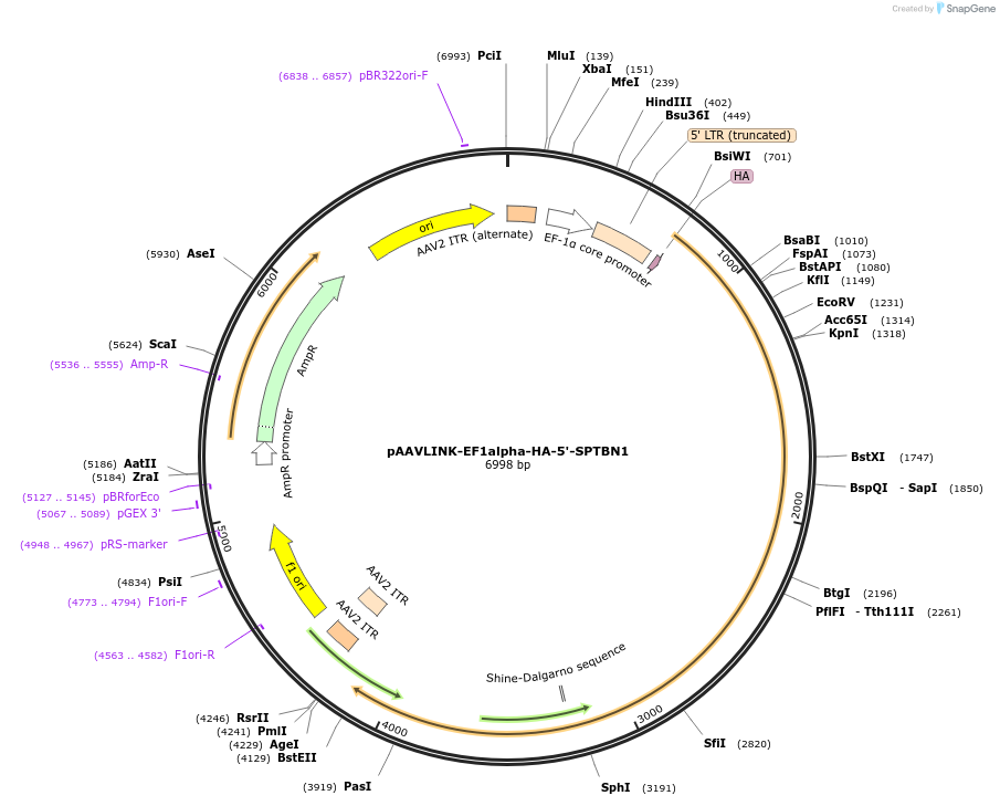 244436-plasmid-map-sequence-id-505839