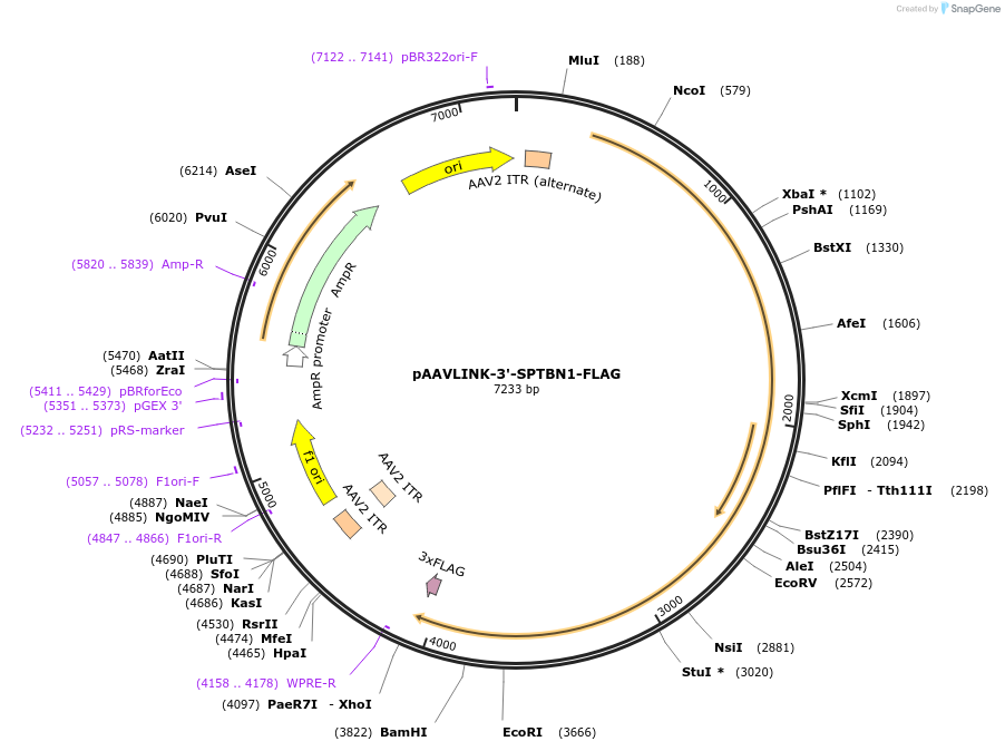 244437-plasmid-map-sequence-id-505840