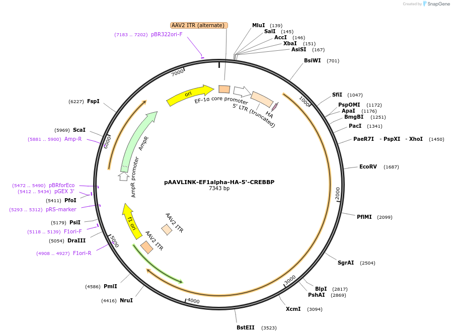 244440-plasmid-map-sequence-id-505841