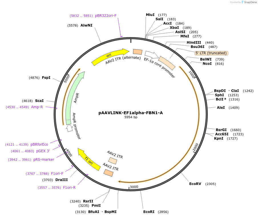 244443-plasmid-map-sequence-id-505842