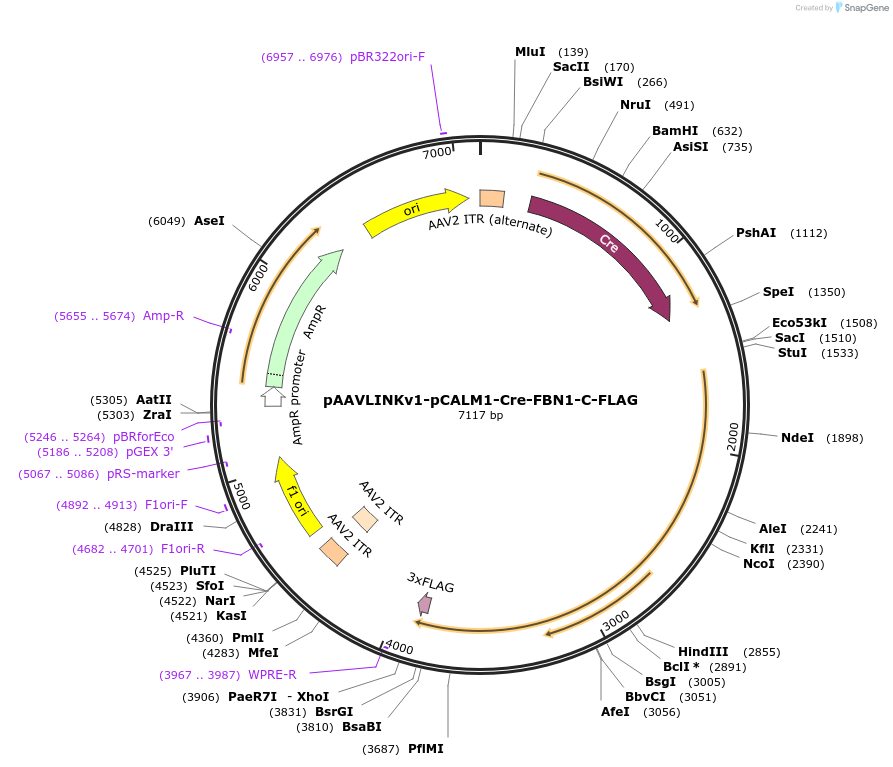244445-plasmid-map-sequence-id-505843