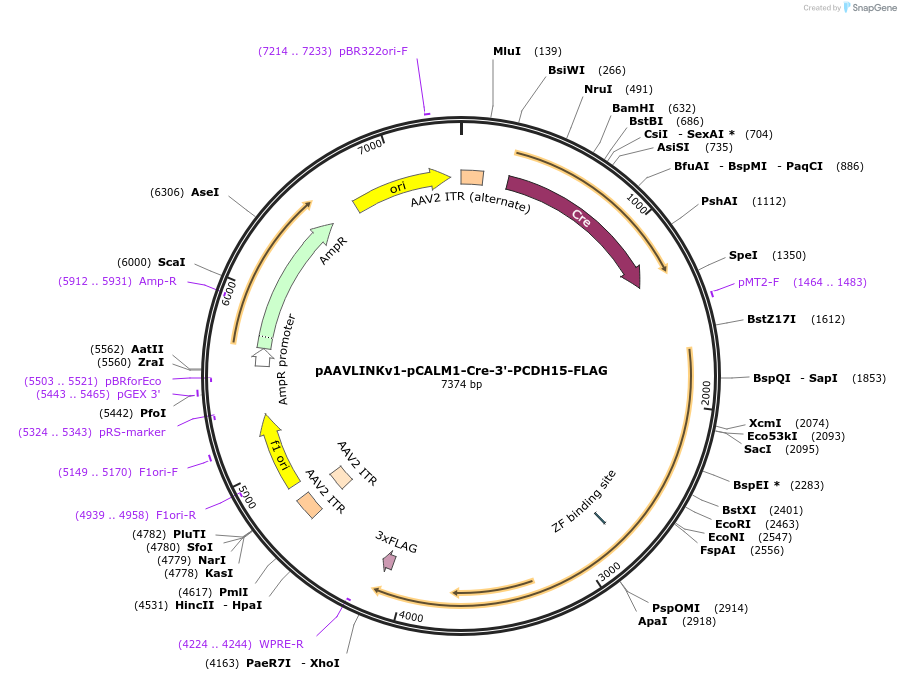 244373-plasmid-map-sequence-id-505844
