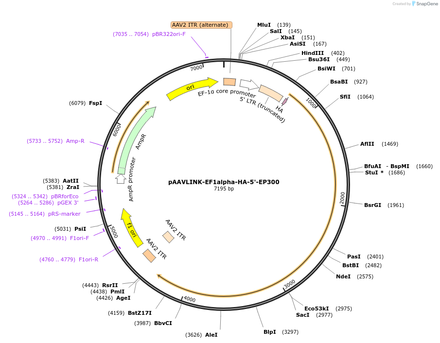 244410-plasmid-map-sequence-id-505845