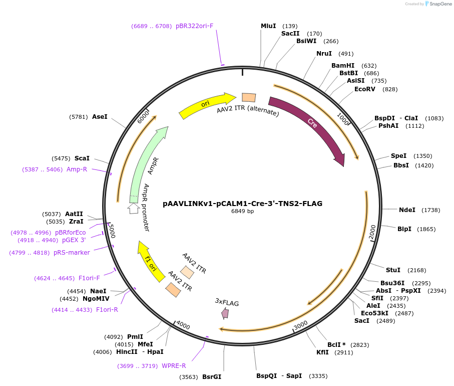 244395-plasmid-map-sequence-id-506018