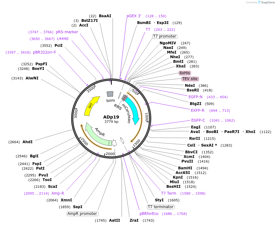 252703-plasmid-map-sequence-id-506029