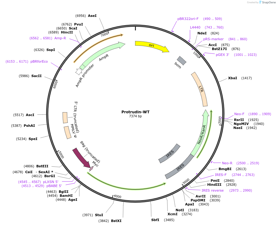 253736-plasmid-map-sequence-id-506030