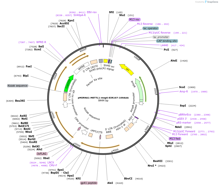 254423-plasmid-map-sequence-id-506032