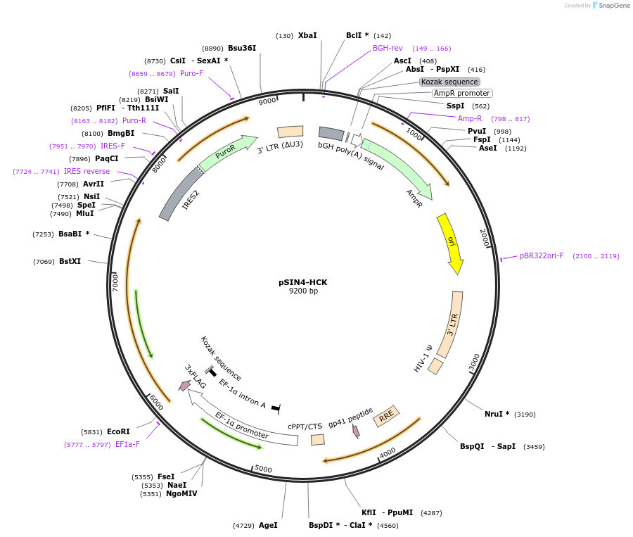 254425-plasmid-map-sequence-id-506033