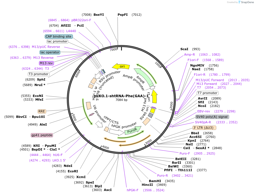 254426-plasmid-map-sequence-id-506034