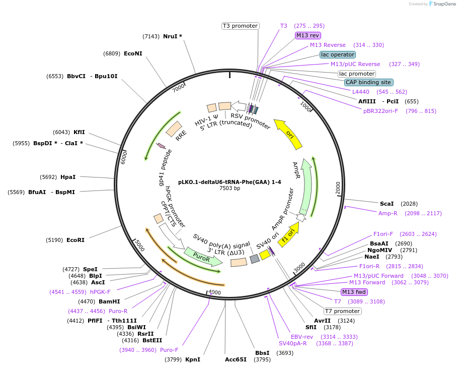 254428-plasmid-map-sequence-id-506035
