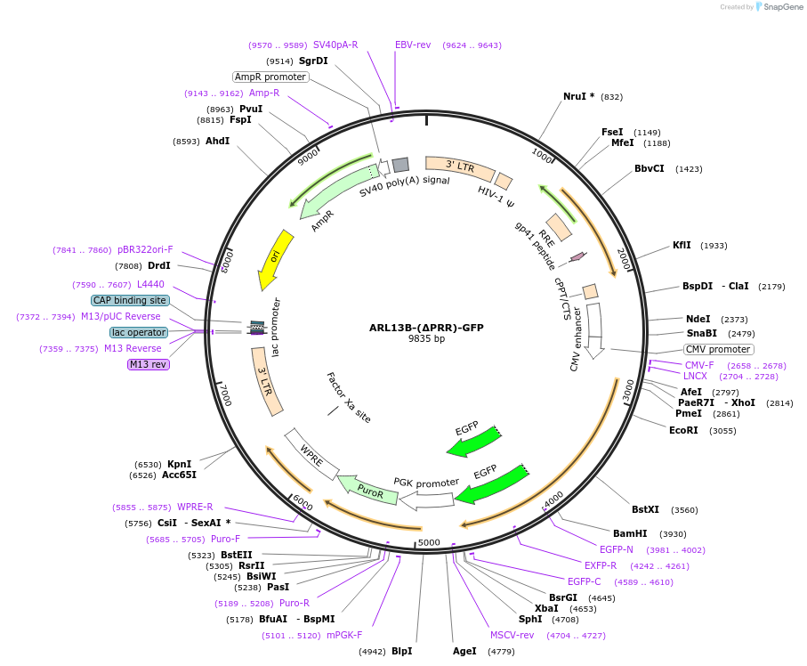 246846-plasmid-map-sequence-id-506038