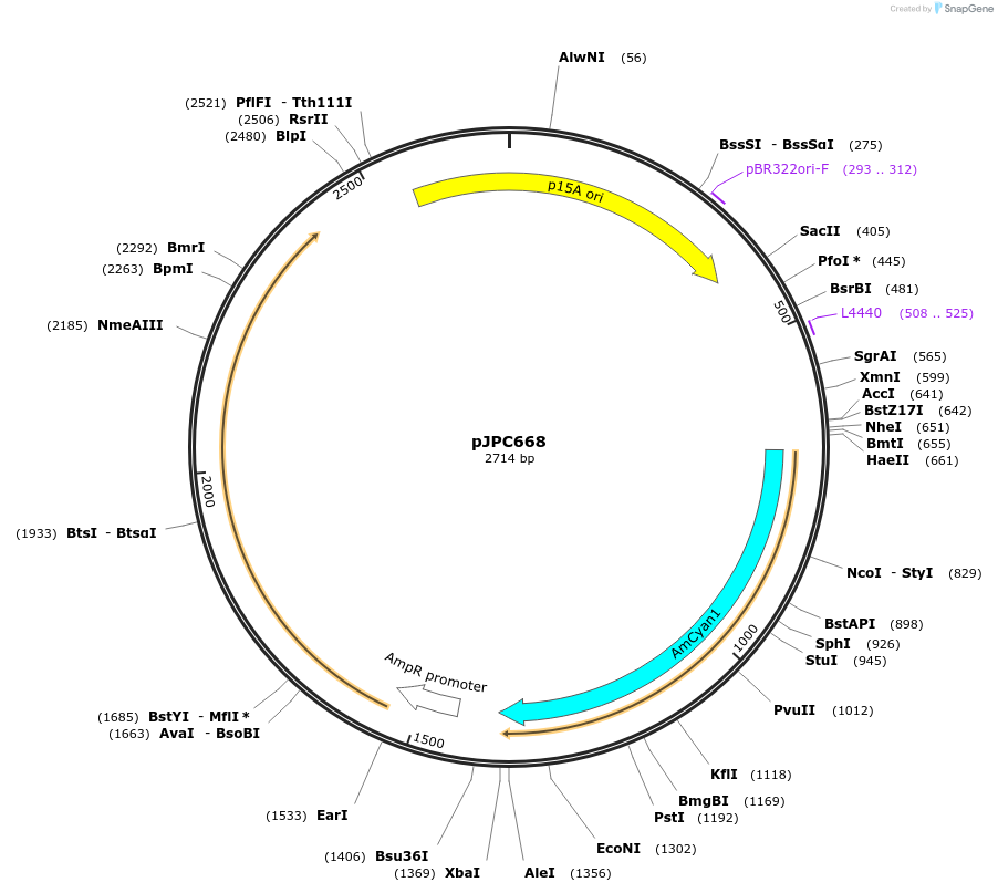 253814-plasmid-map-sequence-id-506039