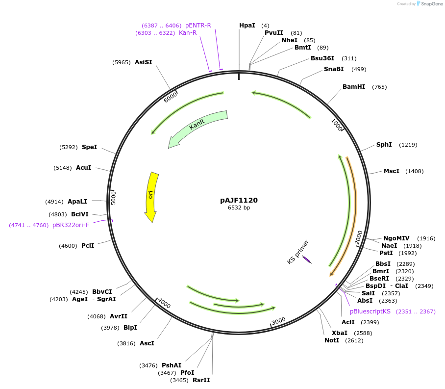 252903-plasmid-map-sequence-id-506058