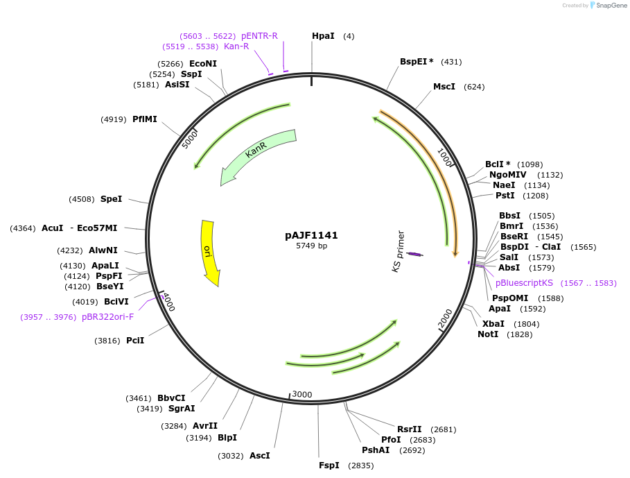 252909-plasmid-map-sequence-id-506062