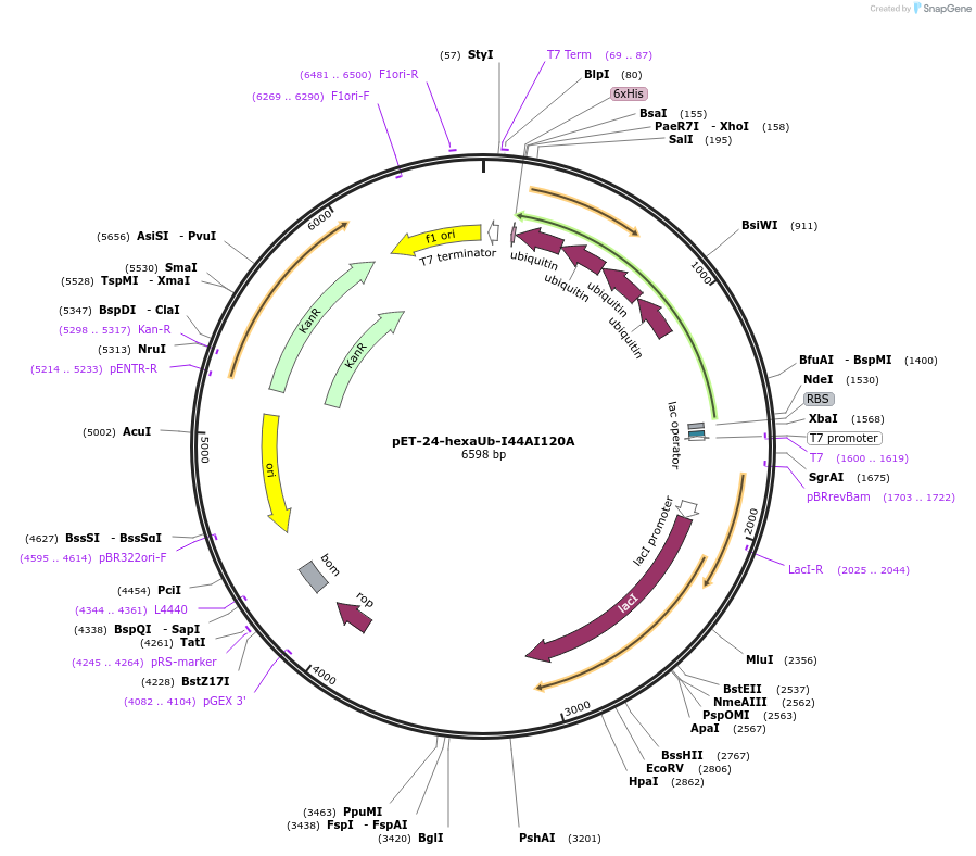 253397-plasmid-map-sequence-id-506063