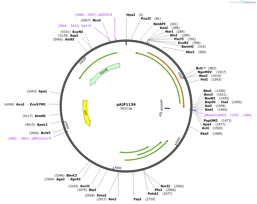 252908-plasmid-map-sequence-id-506064