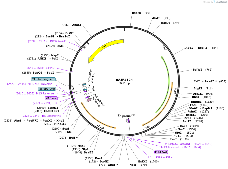 252904-plasmid-map-sequence-id-506065