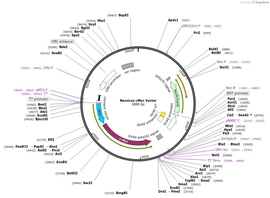 238704-plasmid-map-sequence-id-506072