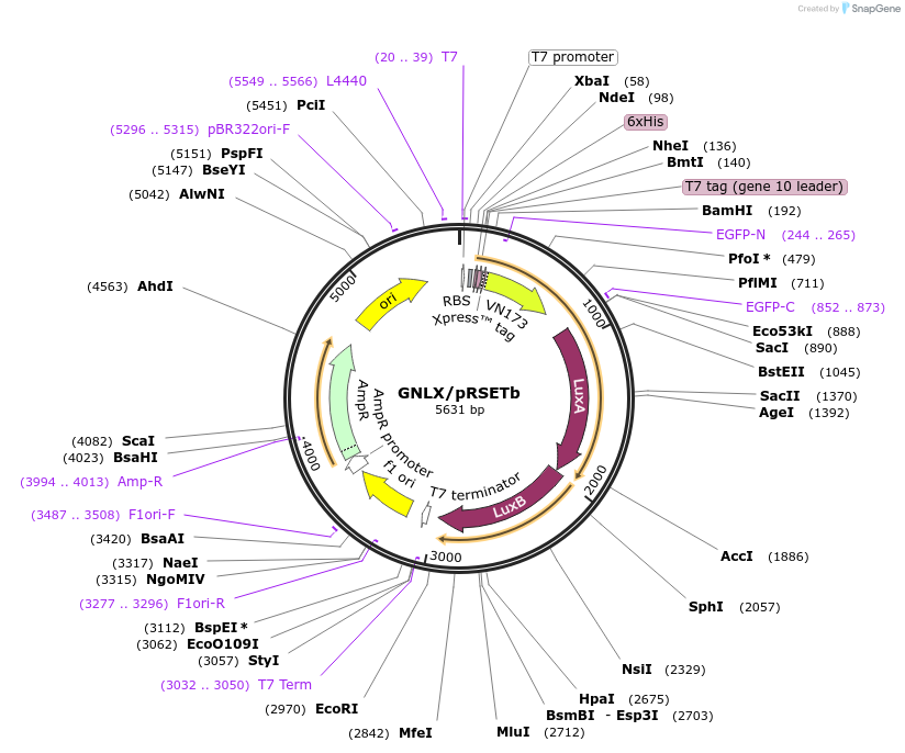 253522-plasmid-map-sequence-id-506081
