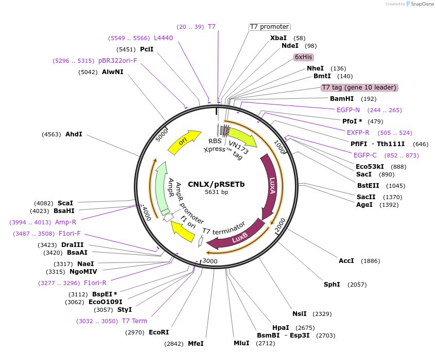 253521-plasmid-map-sequence-id-506082