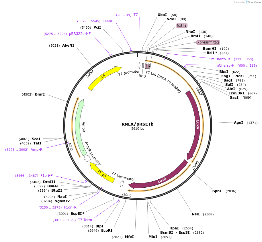 253525-plasmid-map-sequence-id-506083