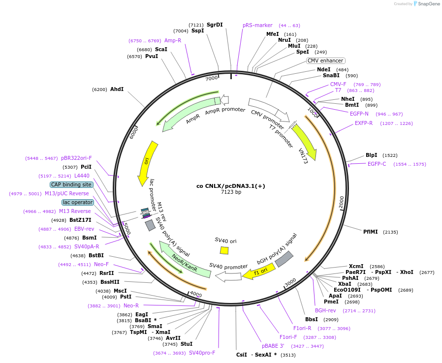 253527-plasmid-map-sequence-id-506087