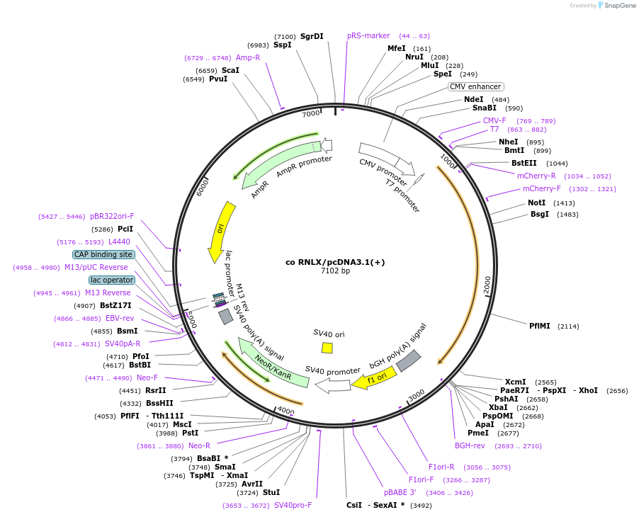 253531-plasmid-map-sequence-id-506088