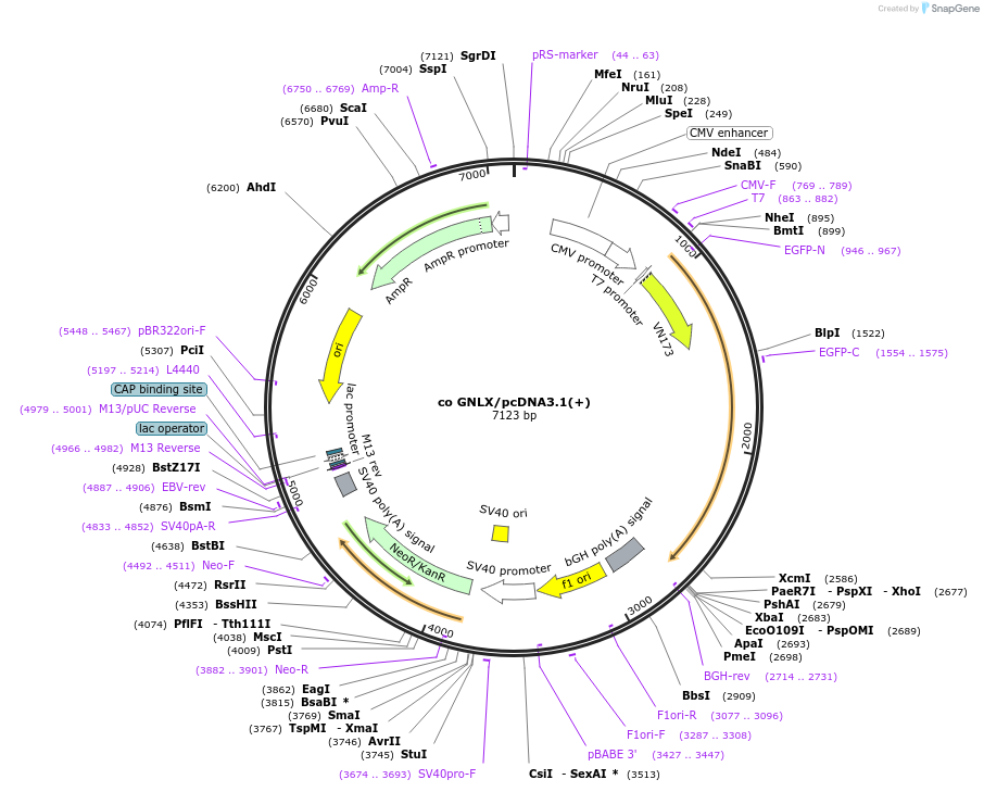 253528-plasmid-map-sequence-id-506092