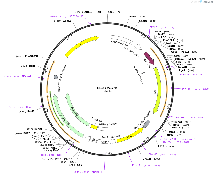 11949-plasmid-map-sequence-id-506107