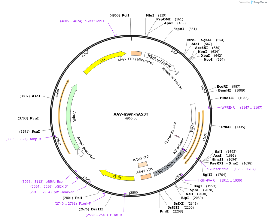 253535-plasmid-map-sequence-id-506108