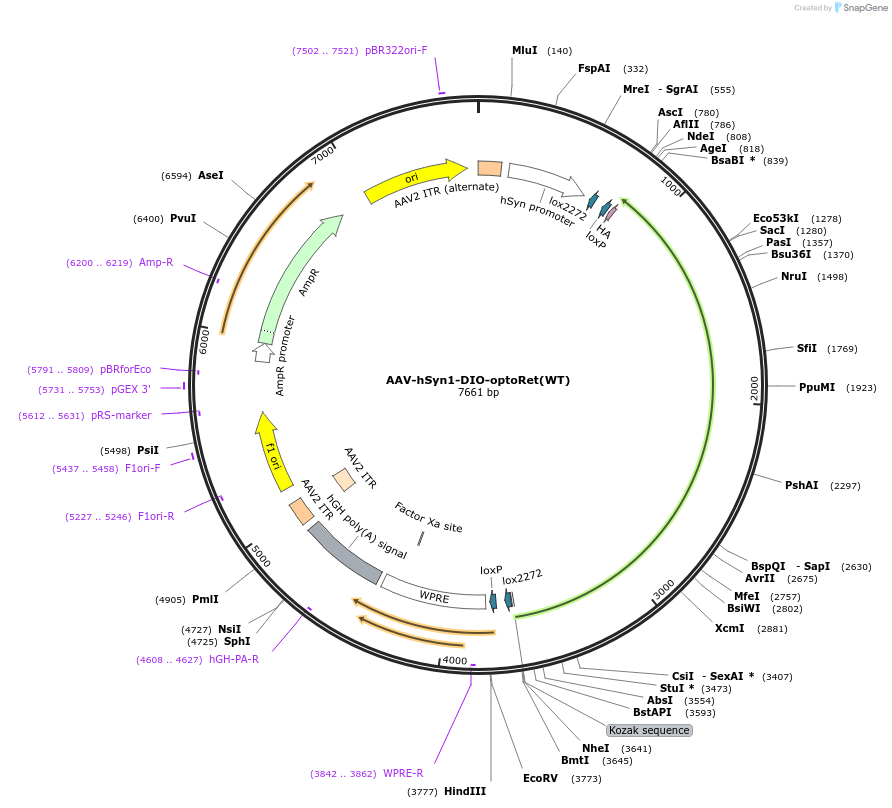253534-plasmid-map-sequence-id-506110