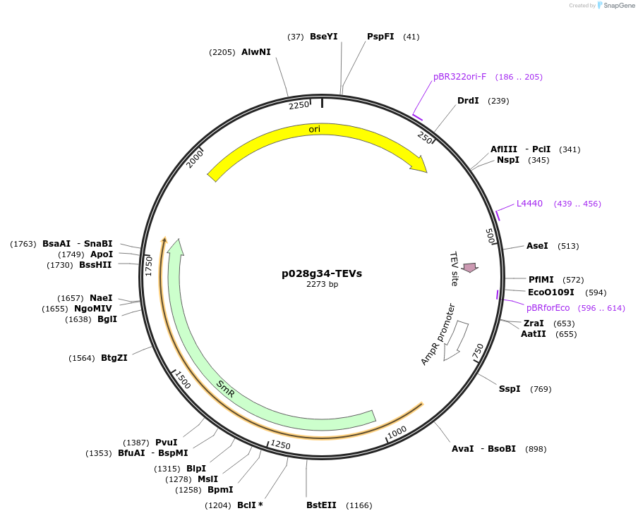 249633-plasmid-map-sequence-id-506112