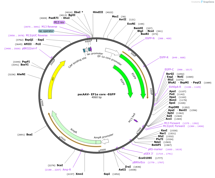 246994-plasmid-map-sequence-id-506115
