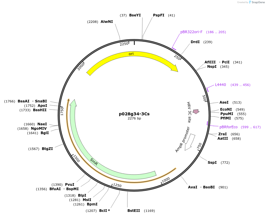 249636-plasmid-map-sequence-id-506116