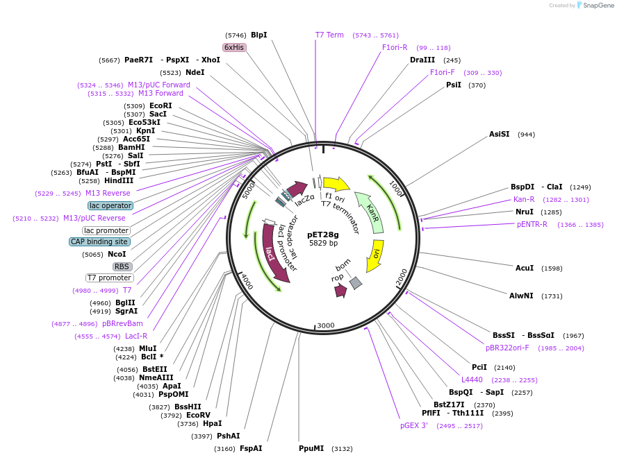 249630-plasmid-map-sequence-id-506117