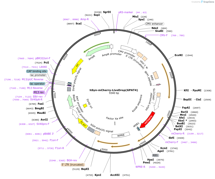 250675-plasmid-map-sequence-id-506118