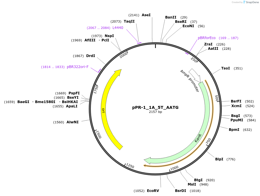 250448-plasmid-map-sequence-id-506124