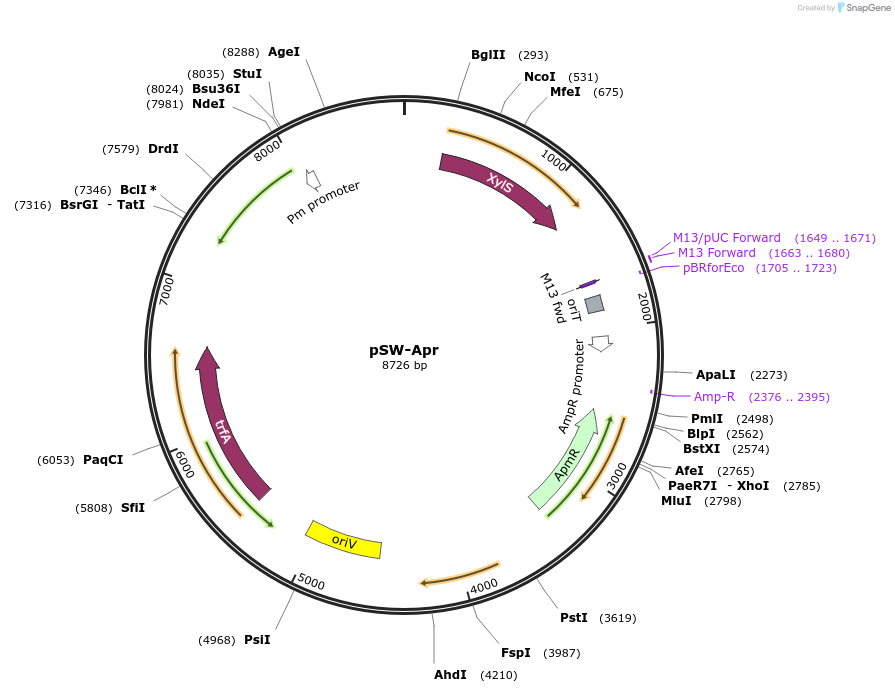 252219-plasmid-map-sequence-id-506126