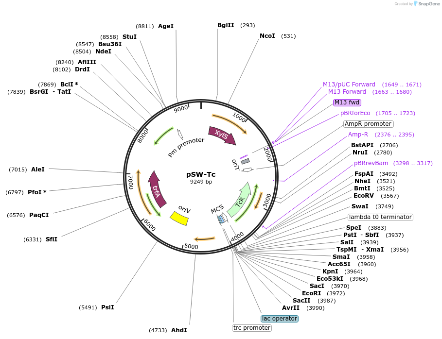 252220-plasmid-map-sequence-id-506127