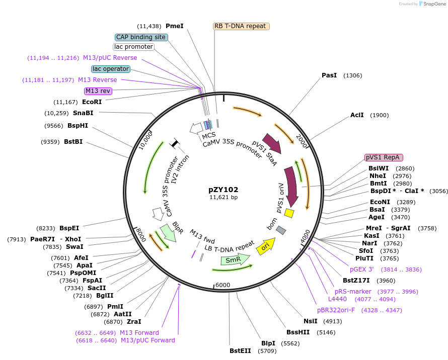 73933-plasmid-map-sequence-id-506143