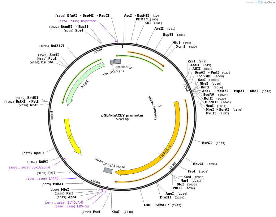251827-plasmid-map-sequence-id-506220
