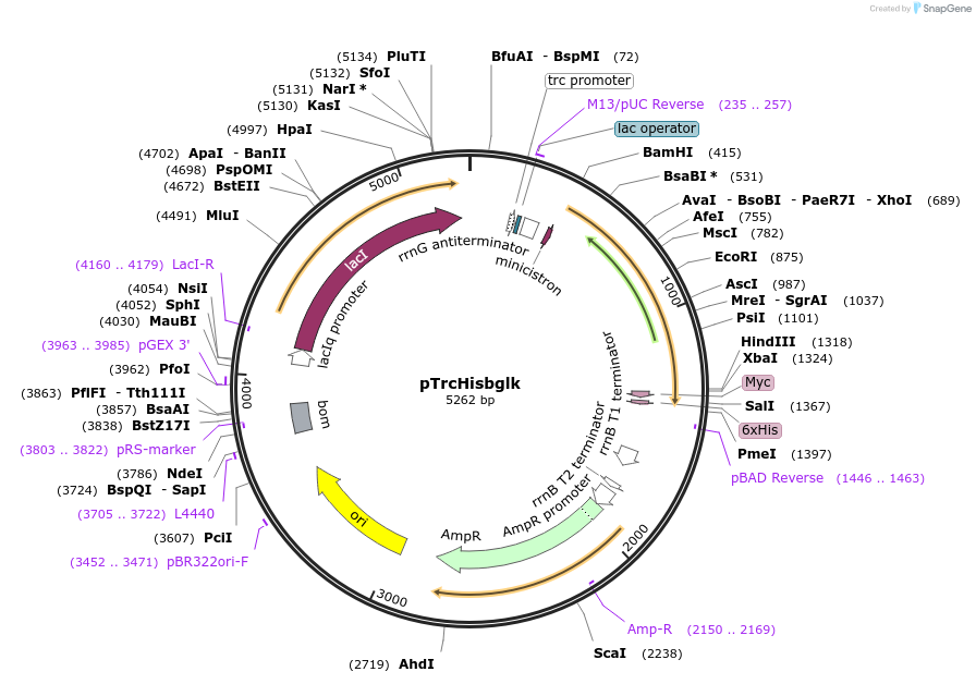 252958-plasmid-map-sequence-id-506237