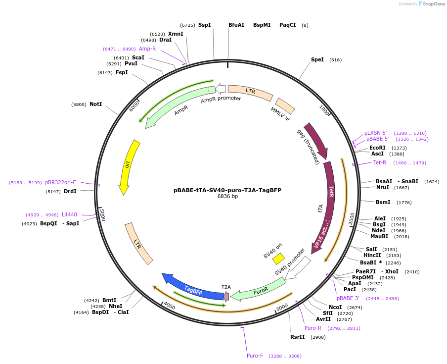 254076-plasmid-map-sequence-id-506239